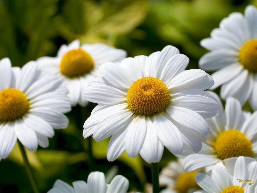 Idioms Pushing Up Daisies Pushing Daisies